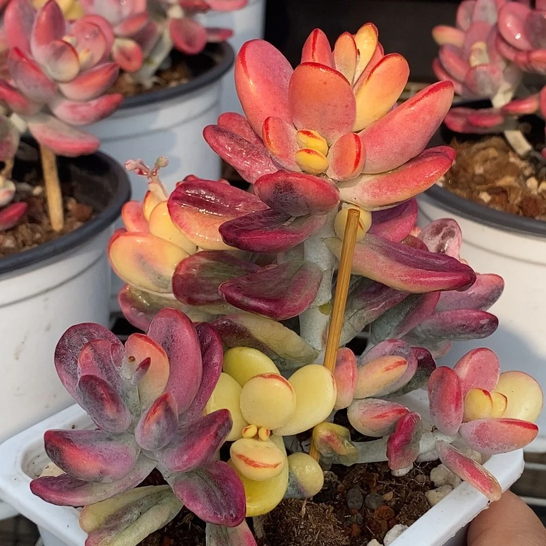 福娘锦无砍群 小方花圃一物一拍