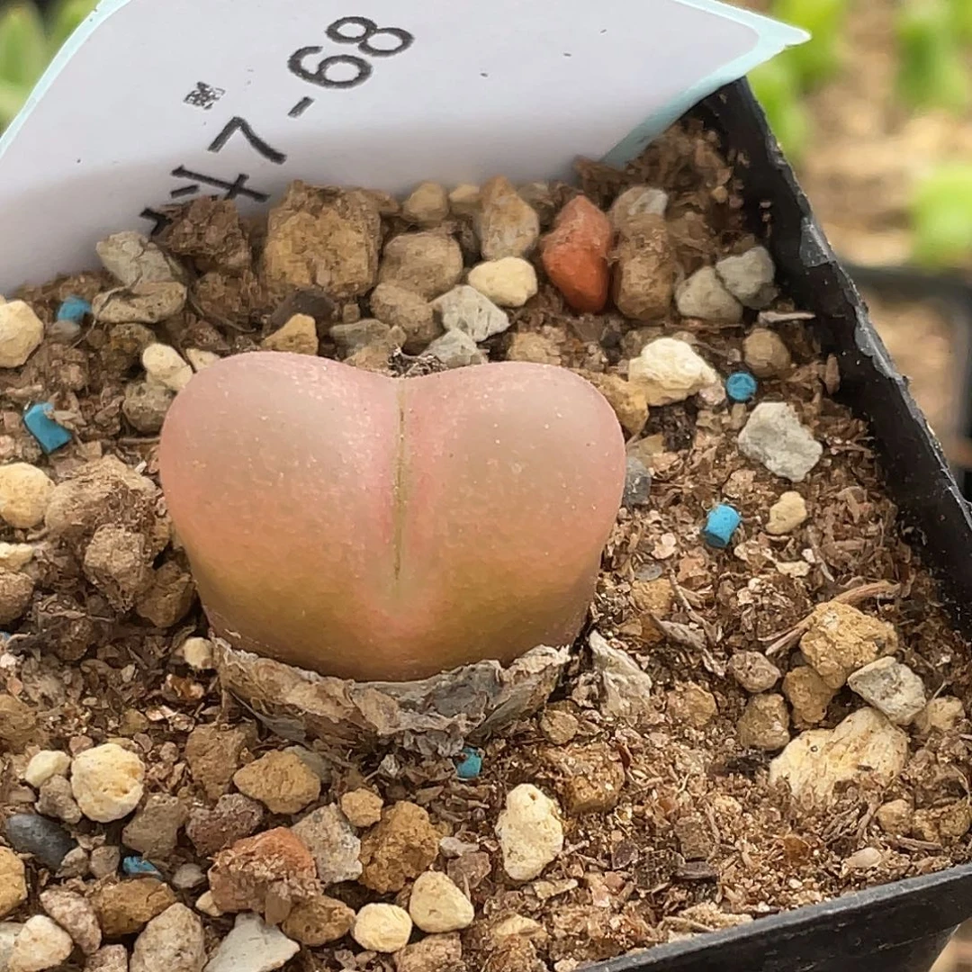 7-68毛毛多肉植物