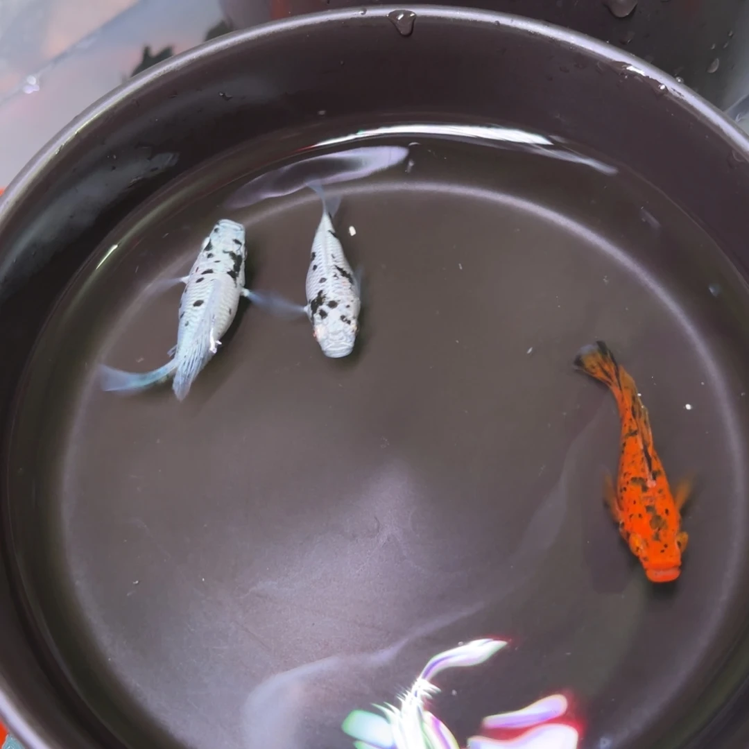 孔雀鱼玛丽球3条双色