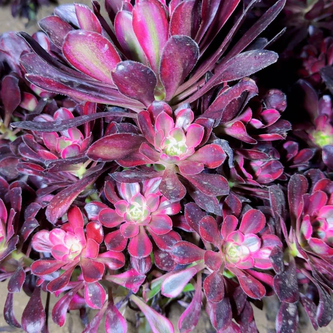 香奈儿法师满20包邮