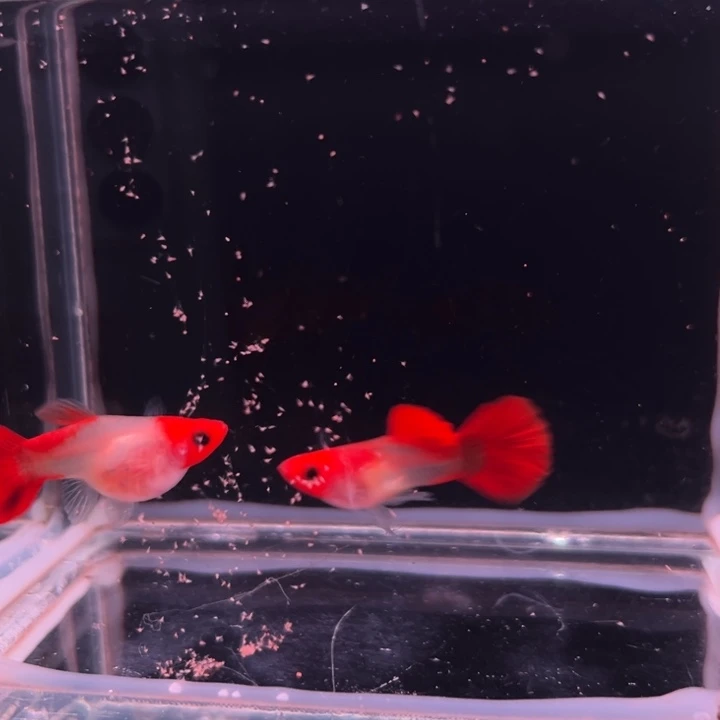 孔雀鱼黄化深海蓝玻璃猫1对