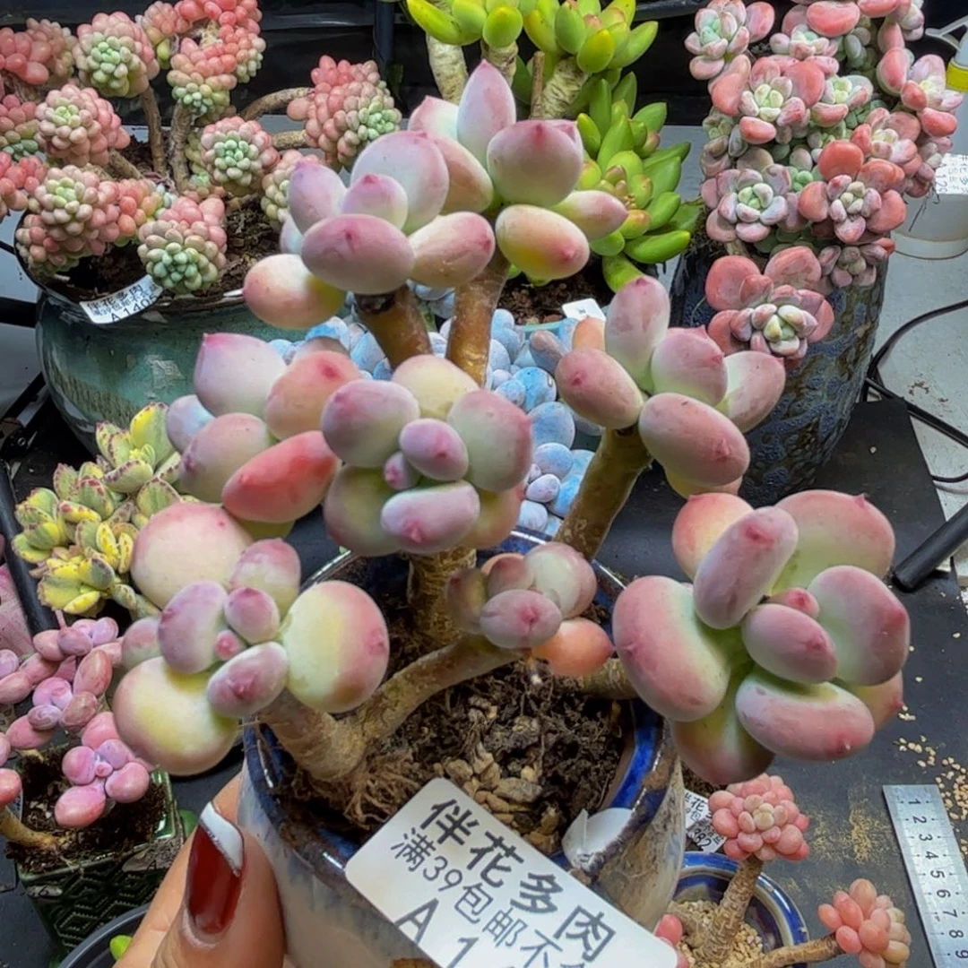 苹果奶酪1415/9cm多肉