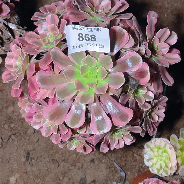 868美杜莎多肉植物