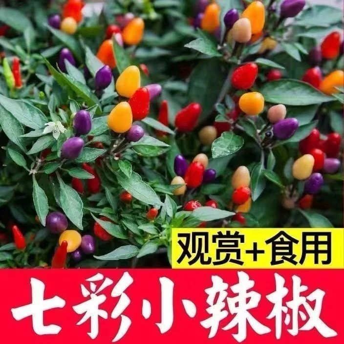 观赏食用型椒椒朝天椒泡椒阳台花盆盆栽辣椒新型蔬菜