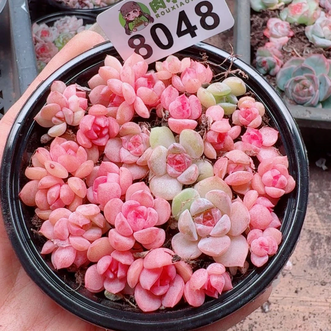 多肉植物多肉植物