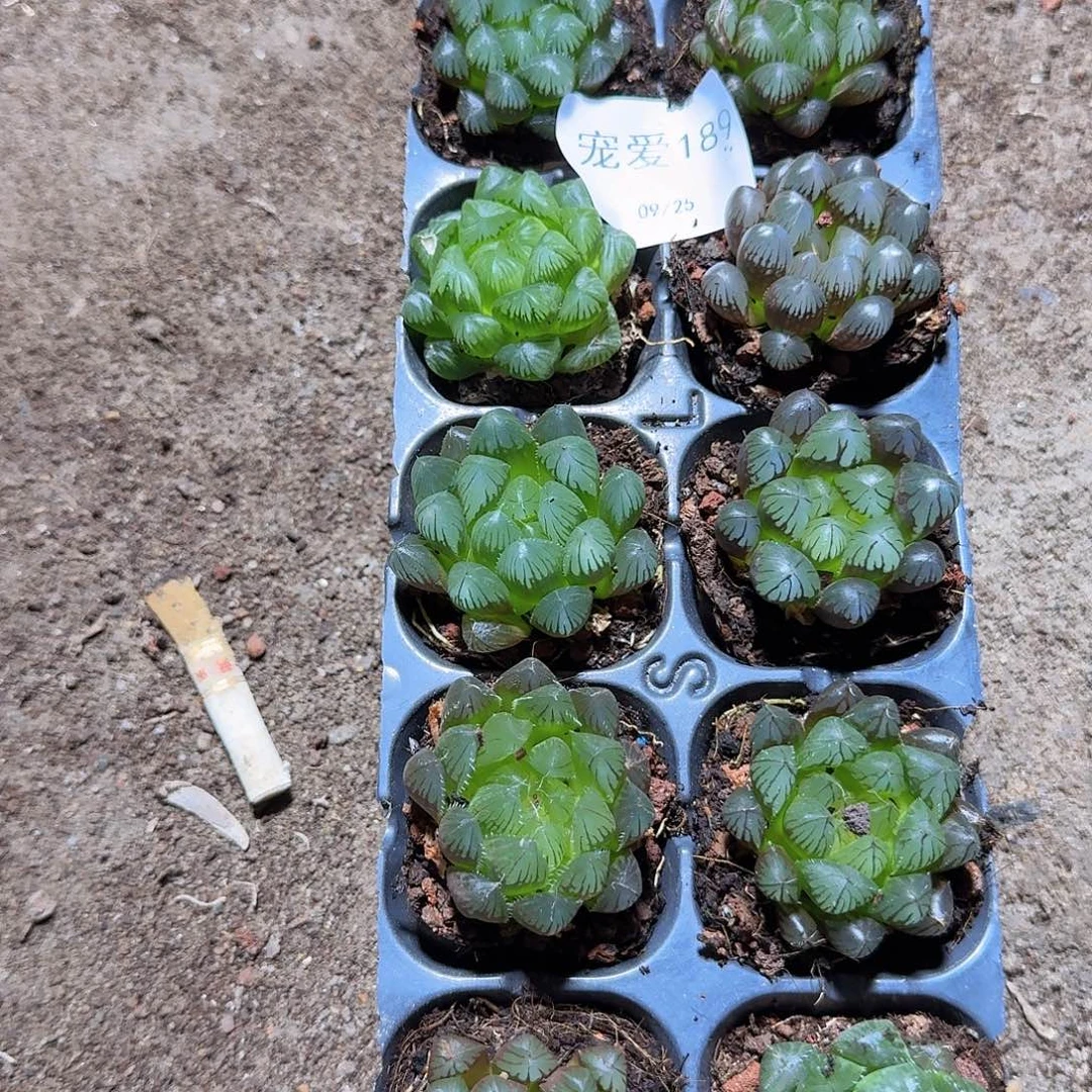 直播福利一物一拍189