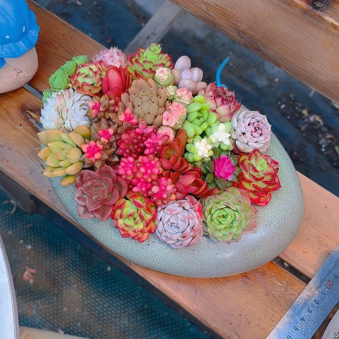 小太空舱多肉组合