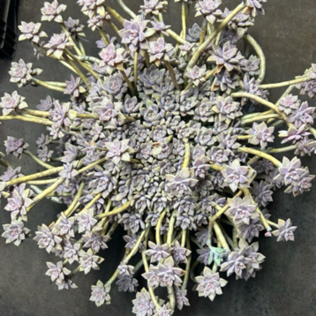 （特大阿伦陪物流自理）整桩老桩飘枝妖装单头捧花整群盆栽盆景多