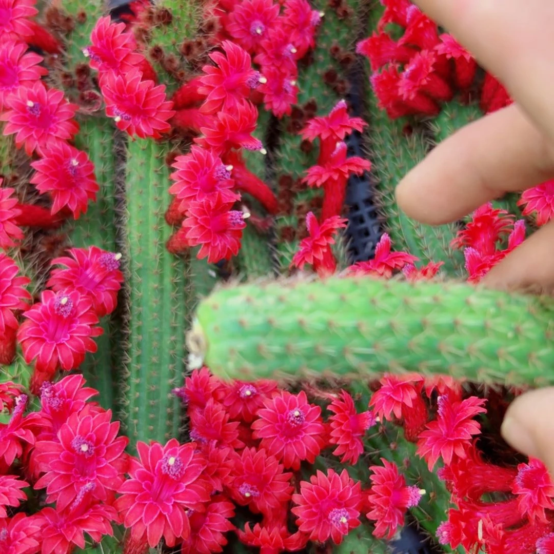 下3金妞彩舞柱2个歪无根侧芽6公分左右20包邮