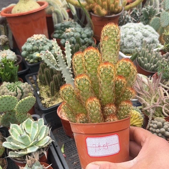 甜****无花朵7505带盆包邮