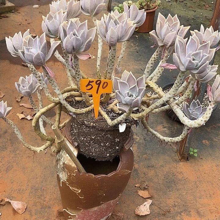 小****胧月，590。