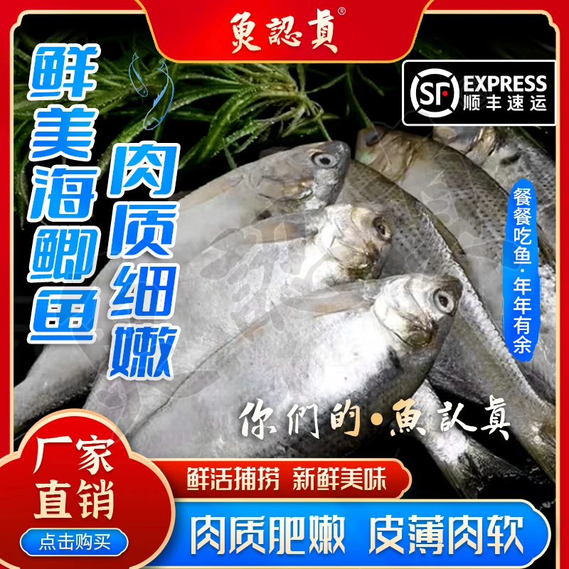 羊口本地深海捕捞海鲫鱼新鲜味美顺丰包邮