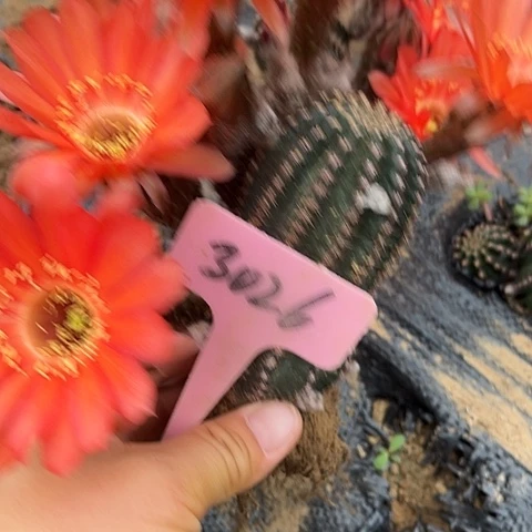 黑金刚红3026号仙人球