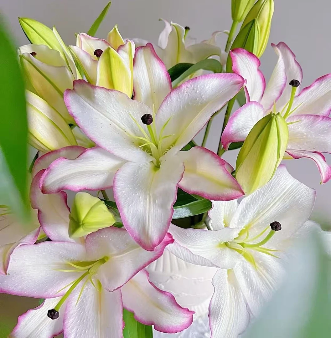 双头，三头，多头唇彩香水百合-任意两单发顺丰