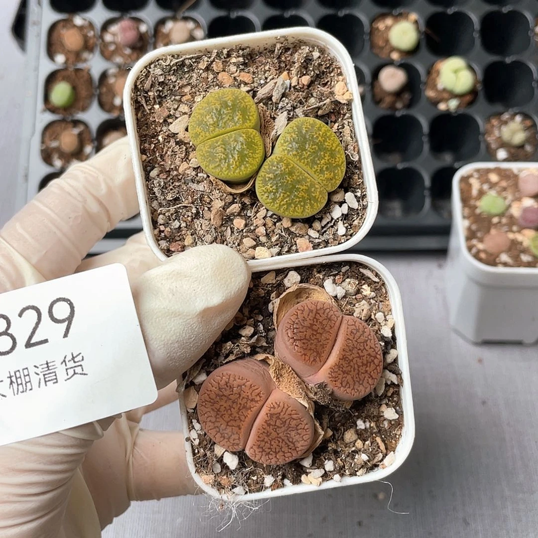 4829大棚清仓甩卖了