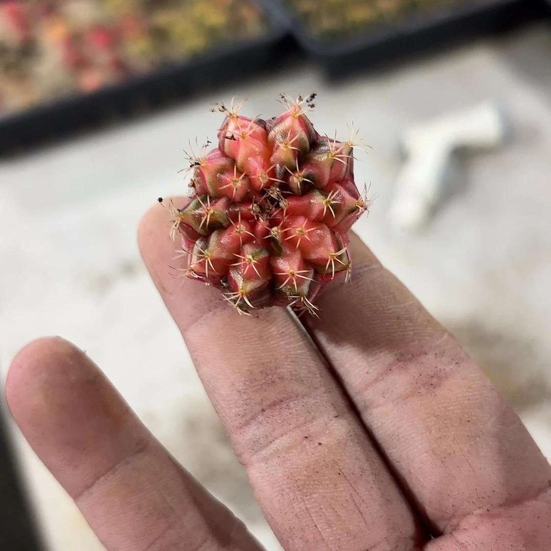 燚***爱泰国米哈实生809-1120