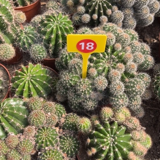 露额头实生18号大盆