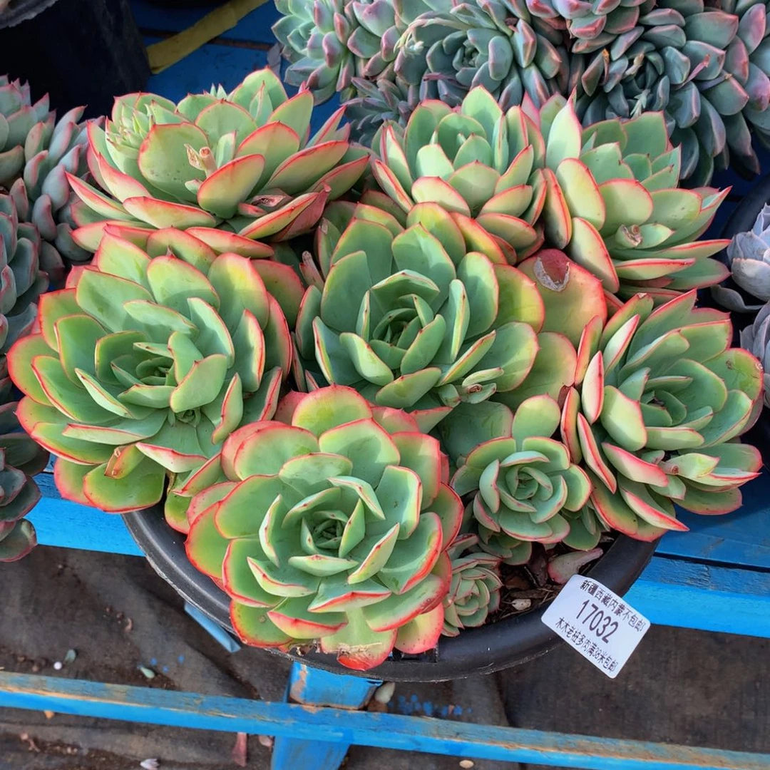 磕****梅   牡丹亭17032