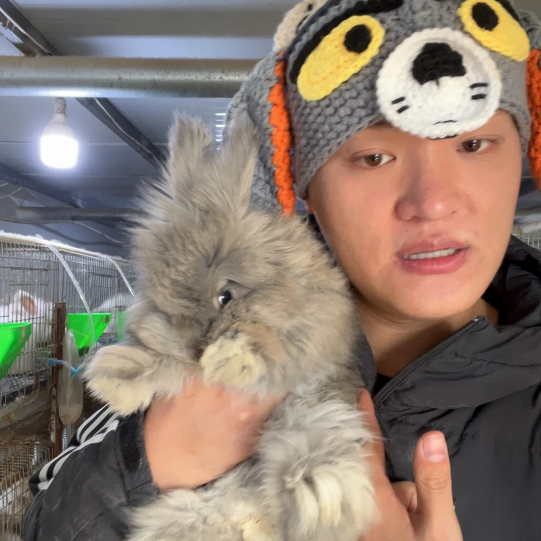 宠物兔英系安哥拉兔