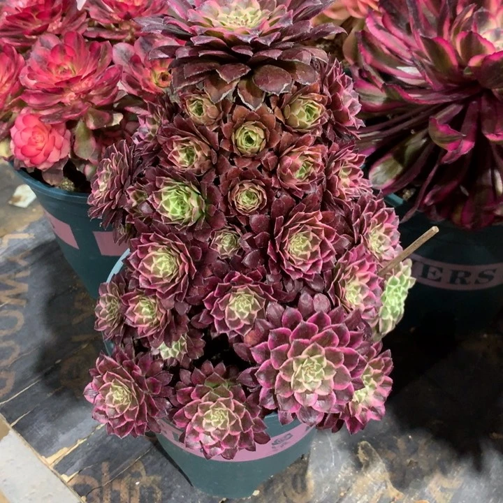 1712繁星多肉植物