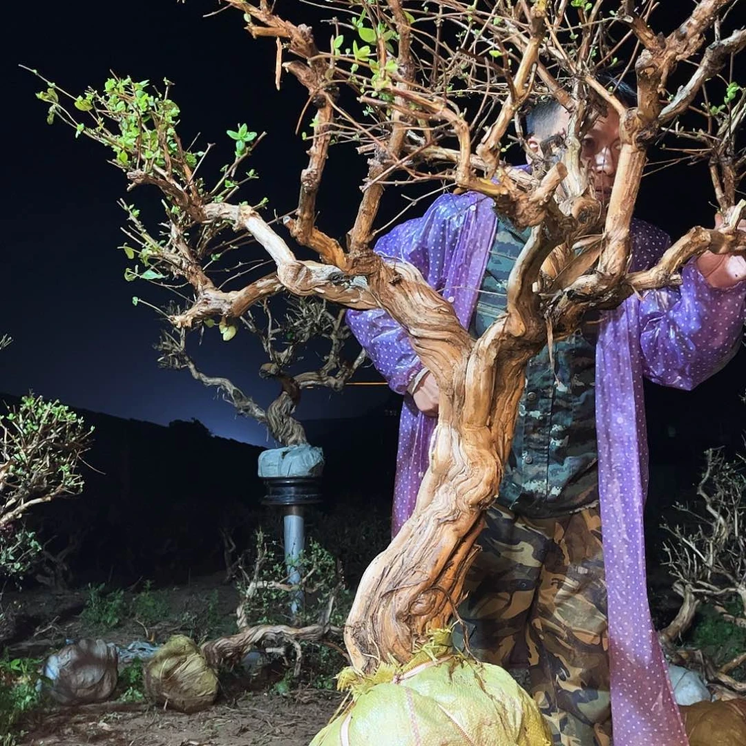 当前无花栽培后可以开花