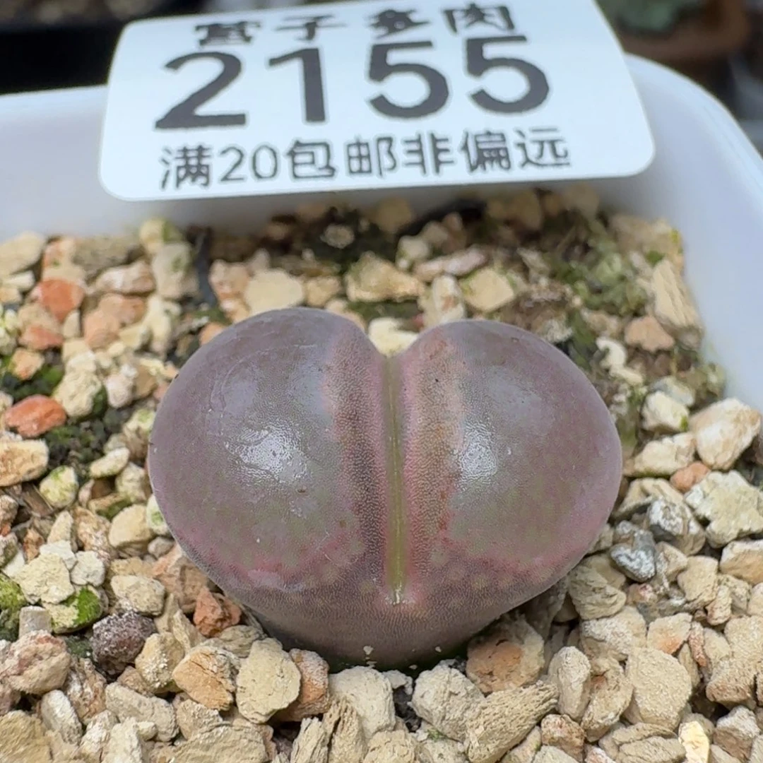 1804.5带盆土c10同属。