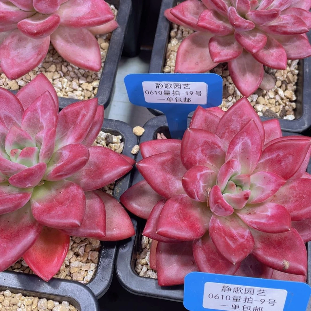 0610-19-全状态赫菲斯托一颗