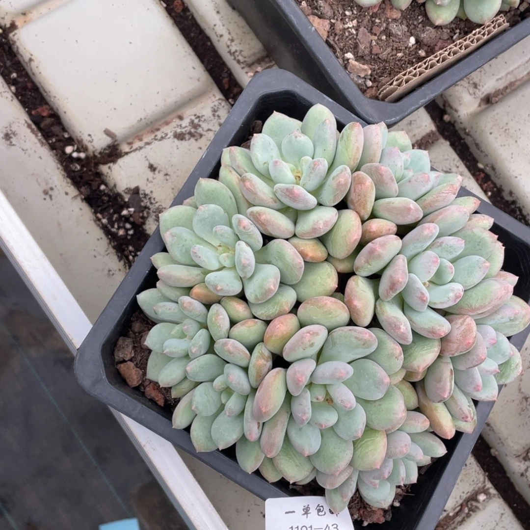 网*1101-43塞尔达，，，，，