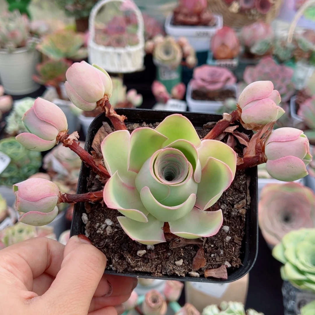 876桃帕飘枝群。