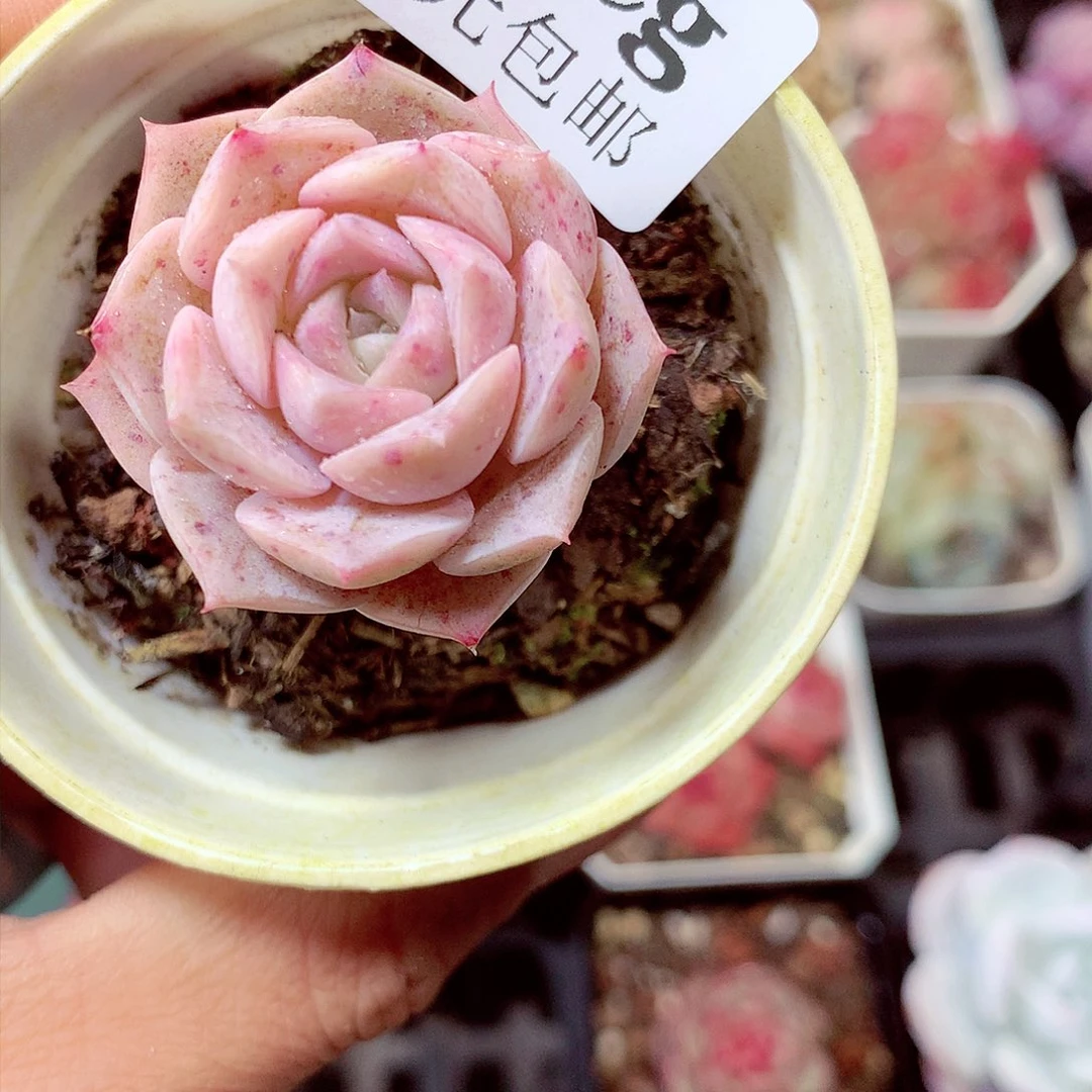 5厘米盆精控多肉191