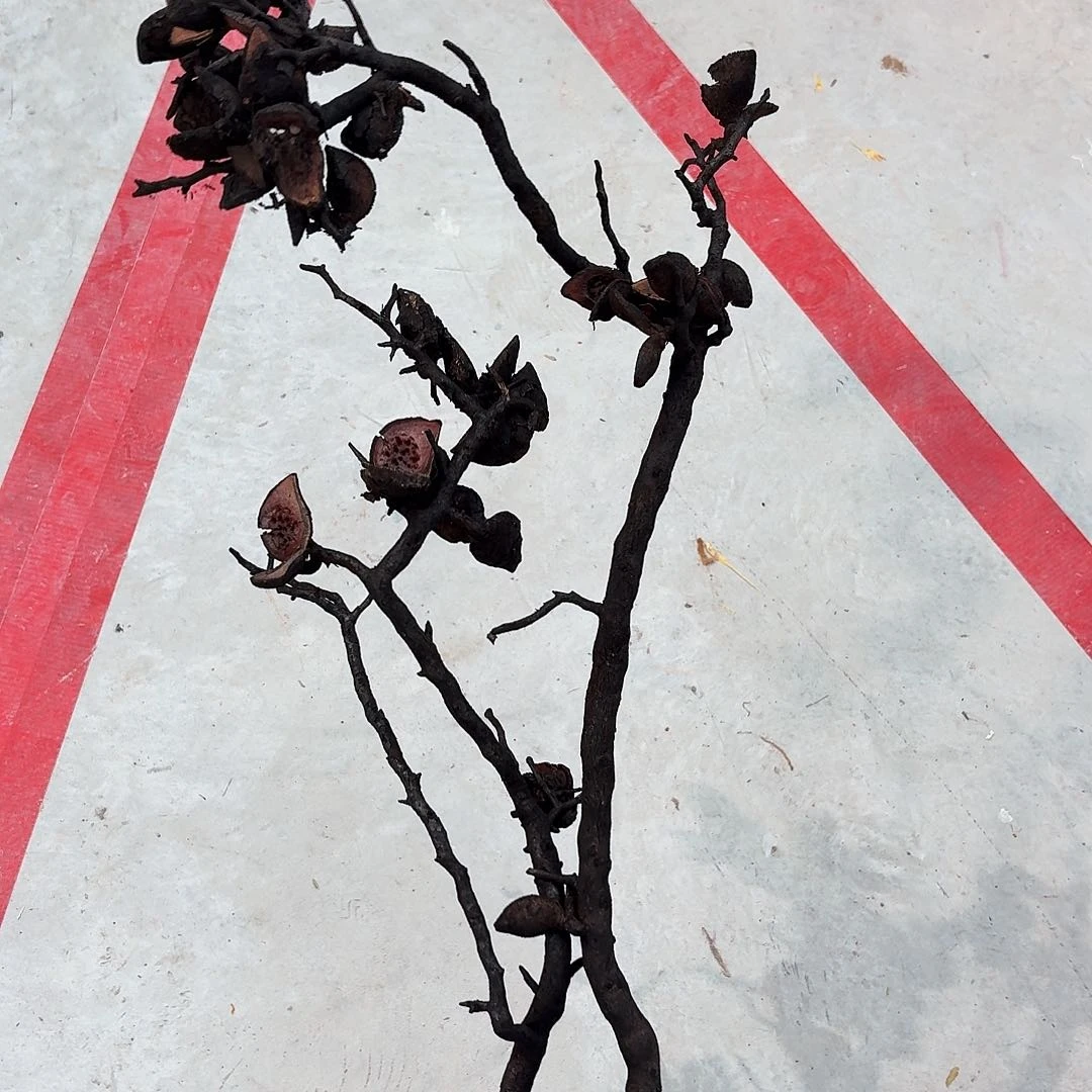 D11 火烧哈克木2枝