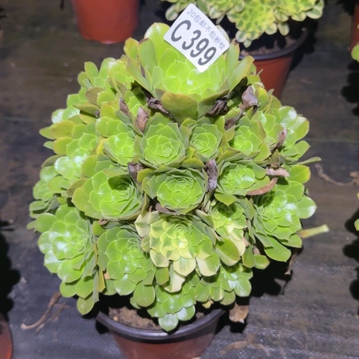 五彩琉璃……多肉植物的