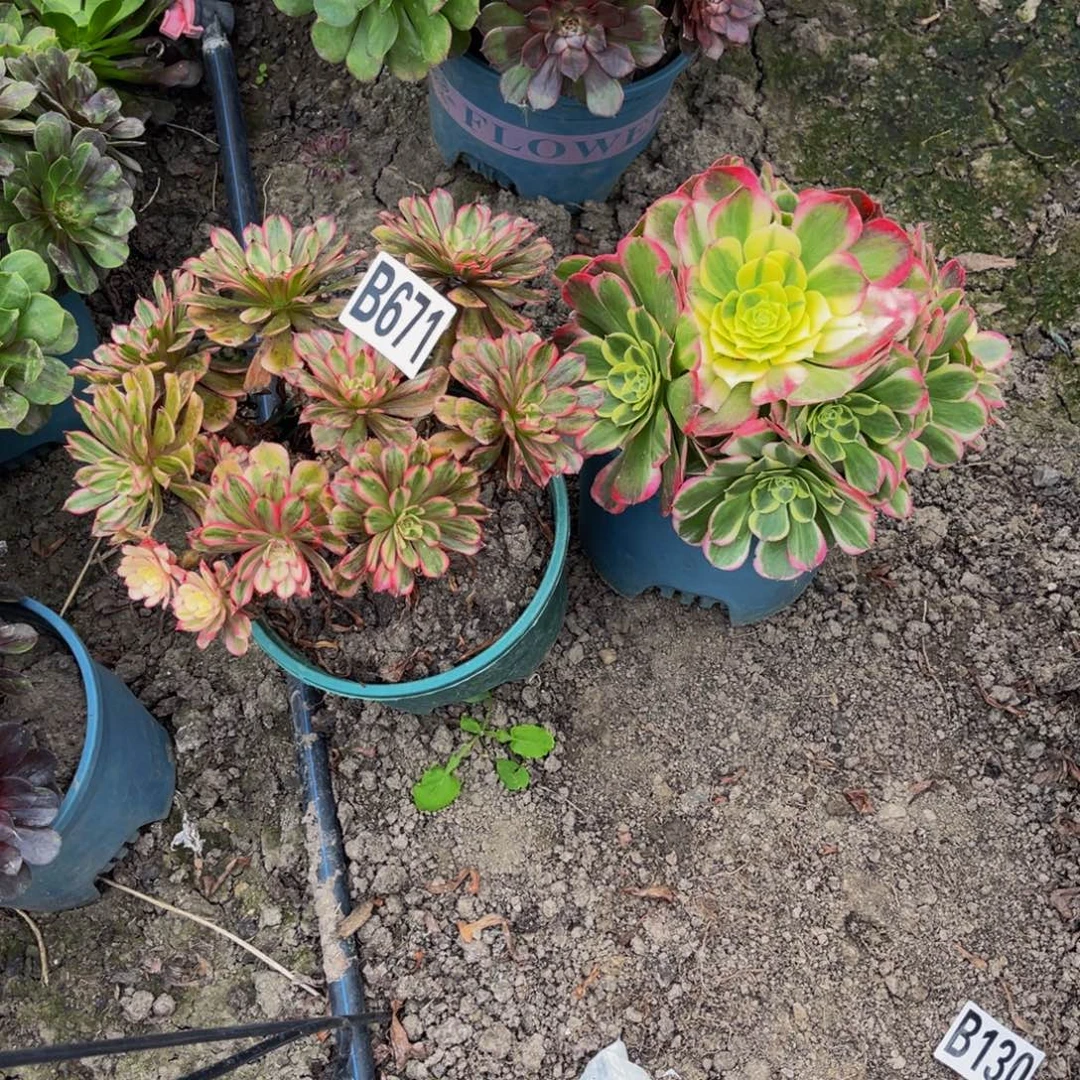 两盆法师28///////44包邮