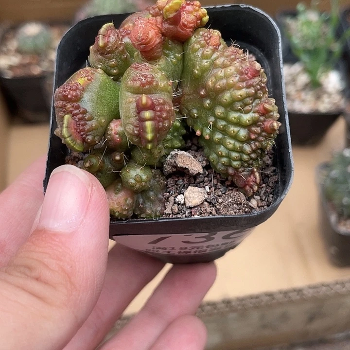 736缀化仙人球植物