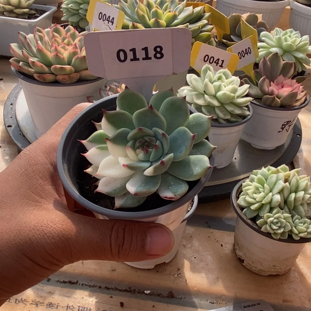 0118吉娃娃哈哈哈哈我