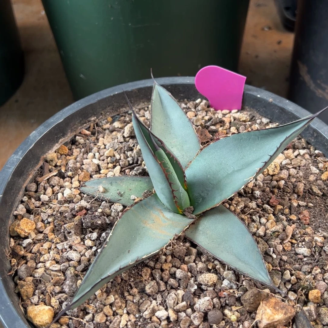 萌***兽多肉植物龙舌兰道