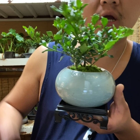 红陶香***茄一物一拍所见即所得309