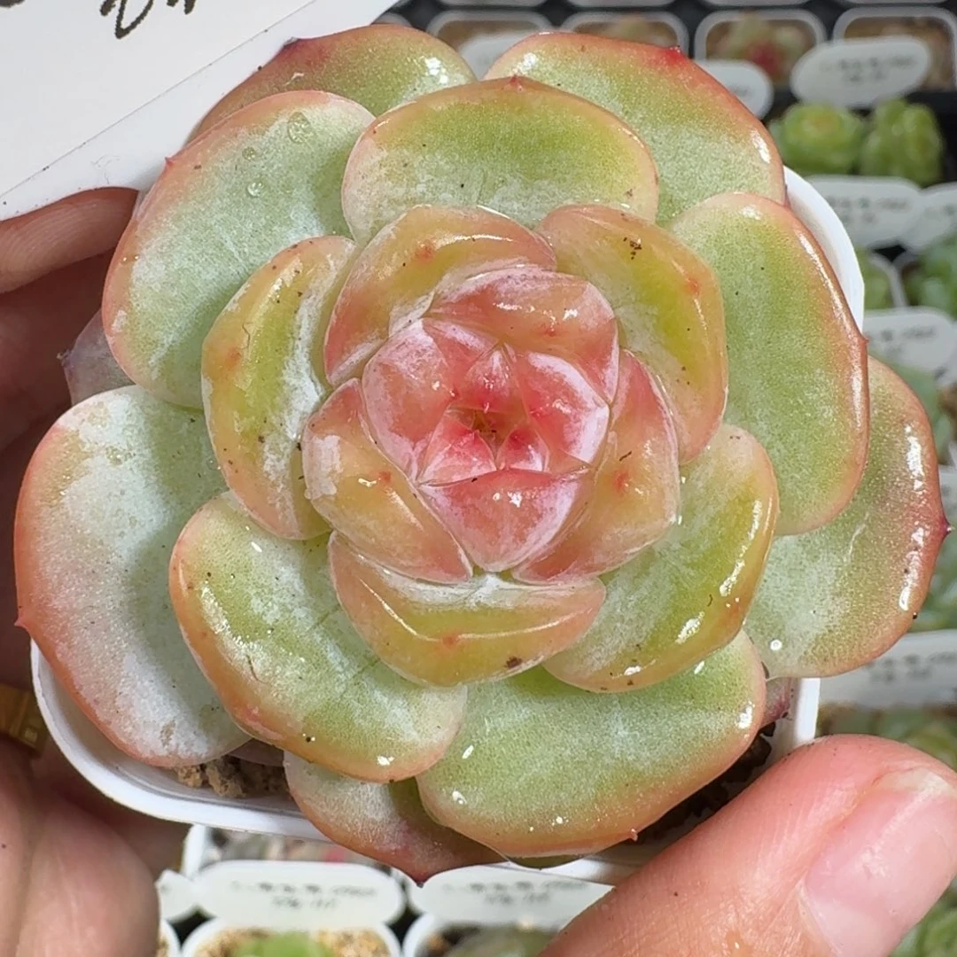 0923-128-芳草混单头