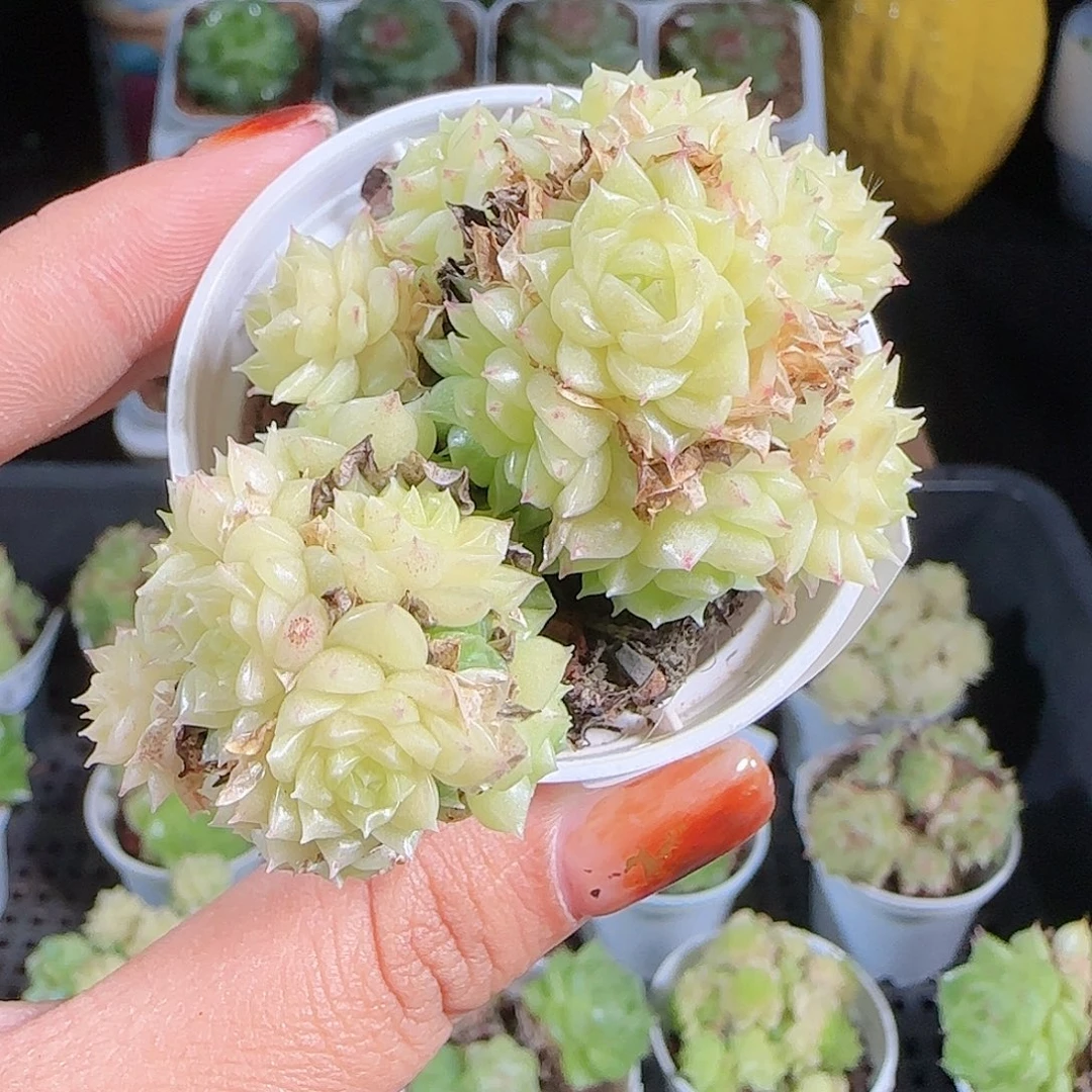 1007-191麦秆优选不包整