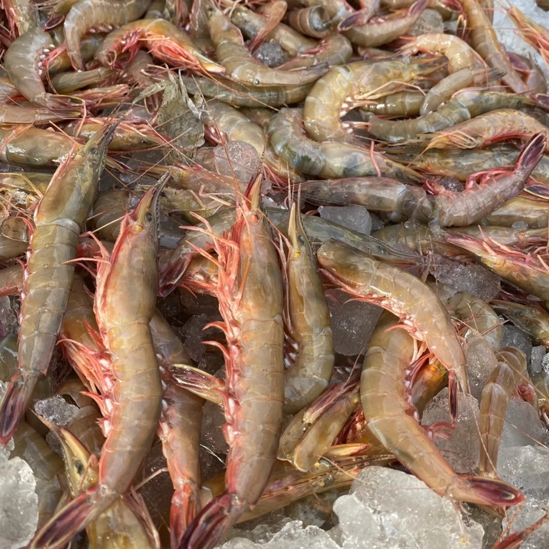 大麻虾/北部湾本港野生  沙卢虾