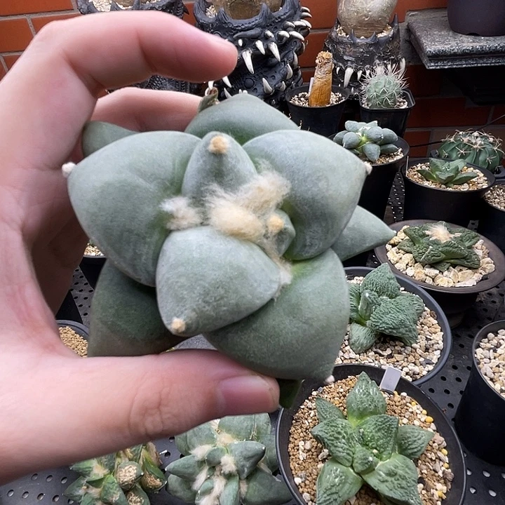 青瓷一一一一一一