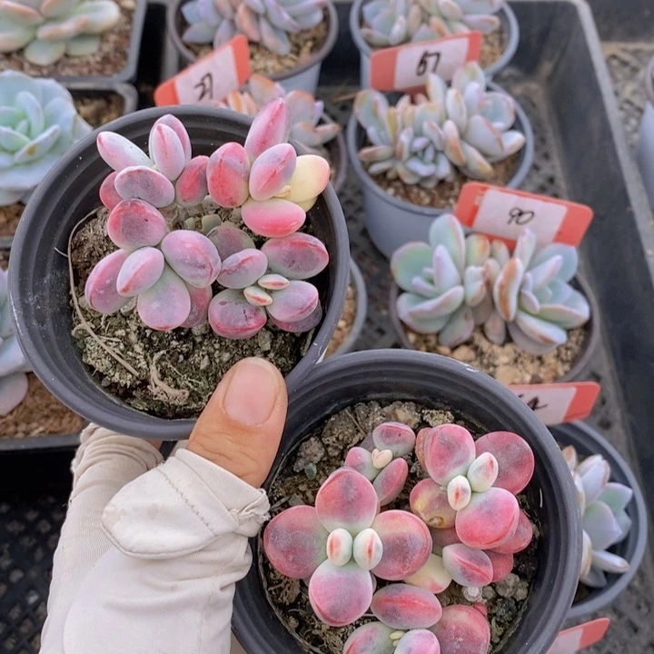 福娘锦两颗一组，有砍，7天售后服务