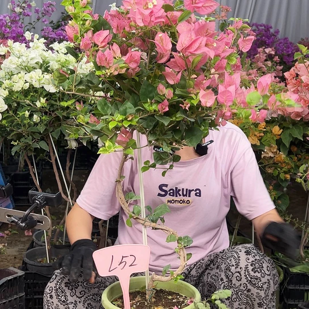 鸽***子大部分花苞少量开放L52米罗