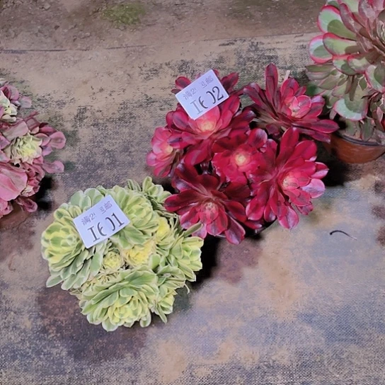 601迈巴赫902美杜莎多肉植物