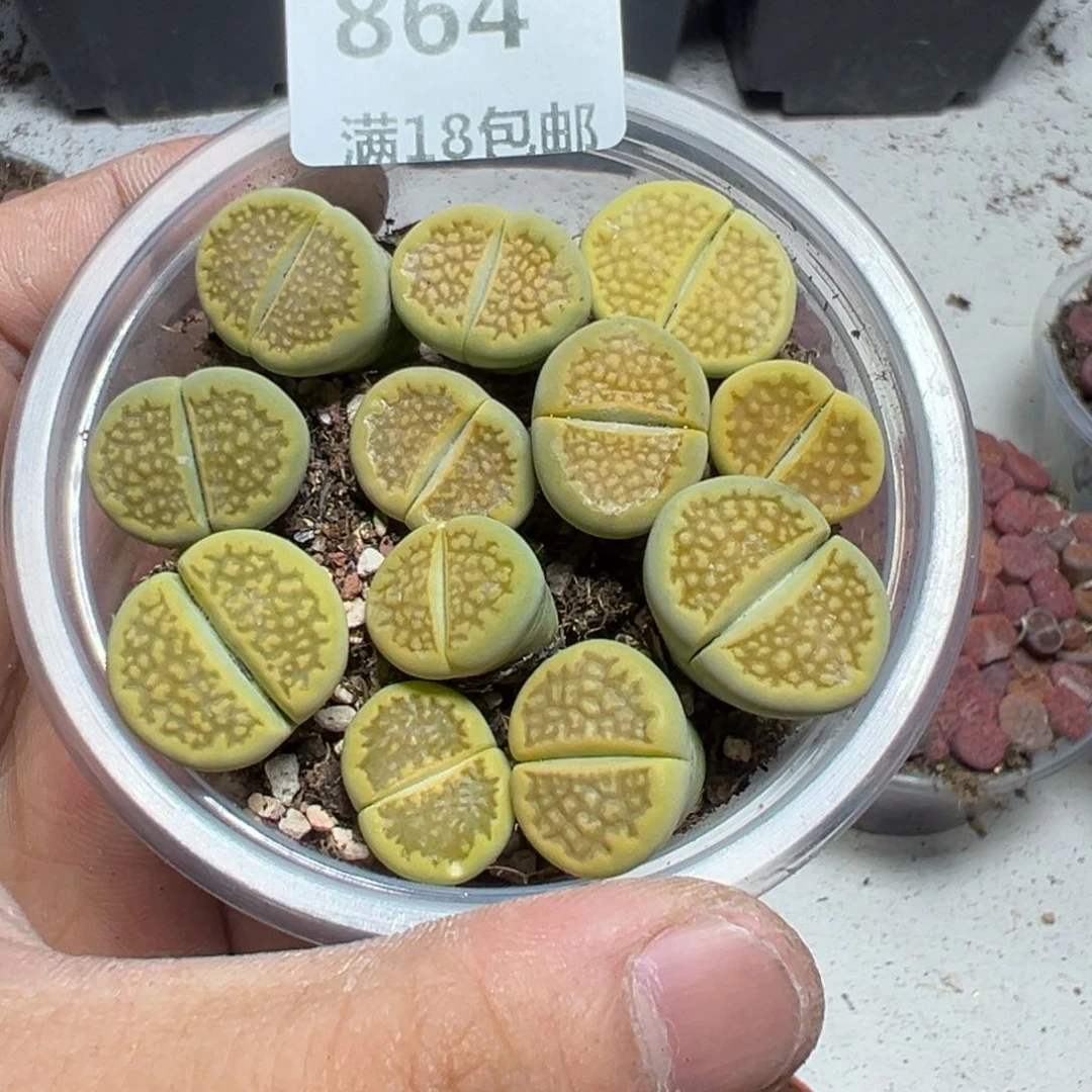 【闪购商品】 864。