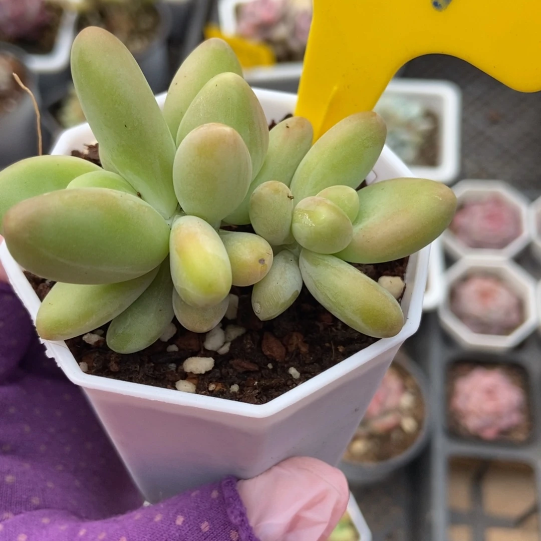 827芒果奶多肉植物保护