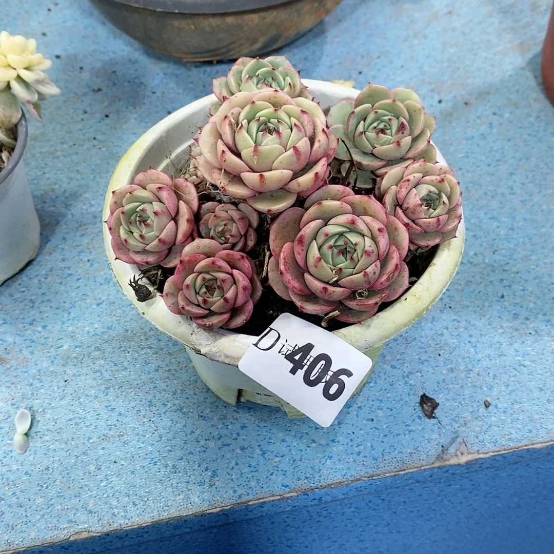 ～**?406苯巴多肉植物