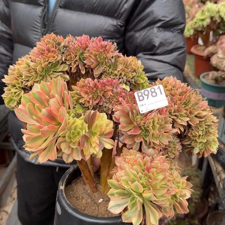 梦幻七彩法师了缀化981