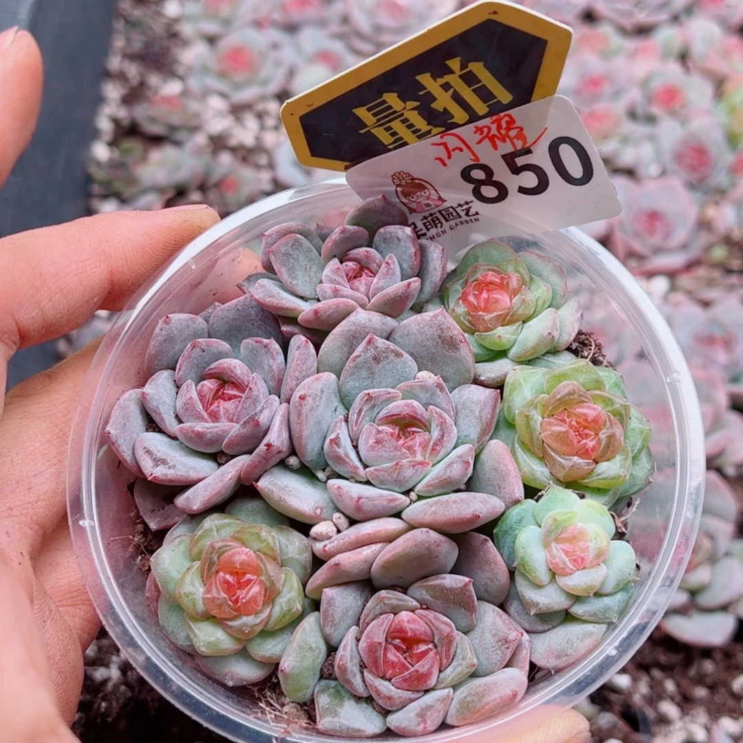多肉植物多肉植物