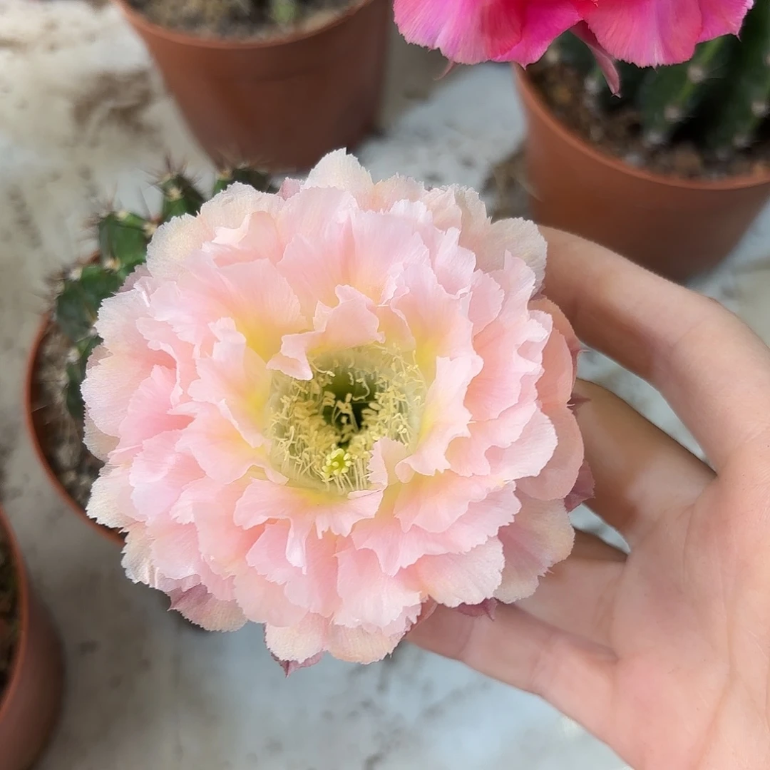 彩草青青颜如玉6.5-7公分左右干皮